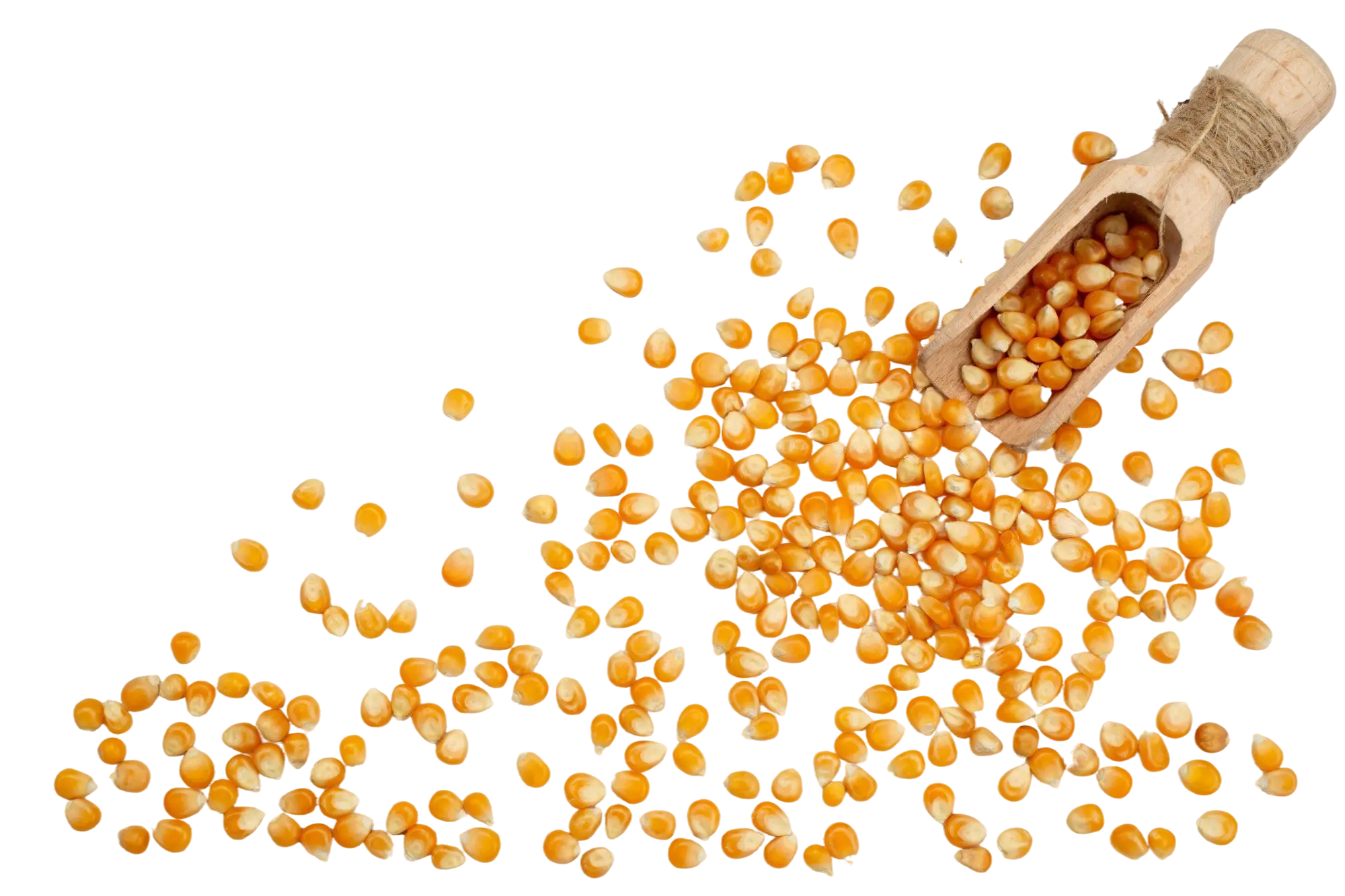 top-view-corn-seeds-yellow-colored-all-white (1)
